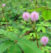 含羞草、花卉種子、花種、盆花